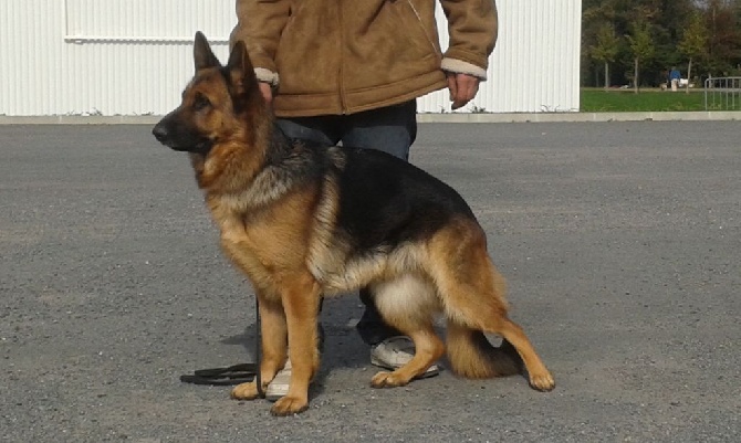 Les diablotins d'isis - CACIB à Poitiers pour JORKA.