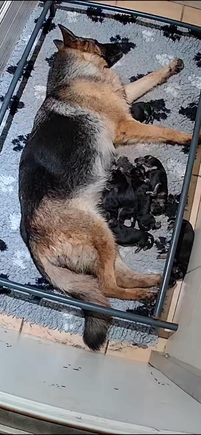 Naissance des bébés de Ulka et Rafale.