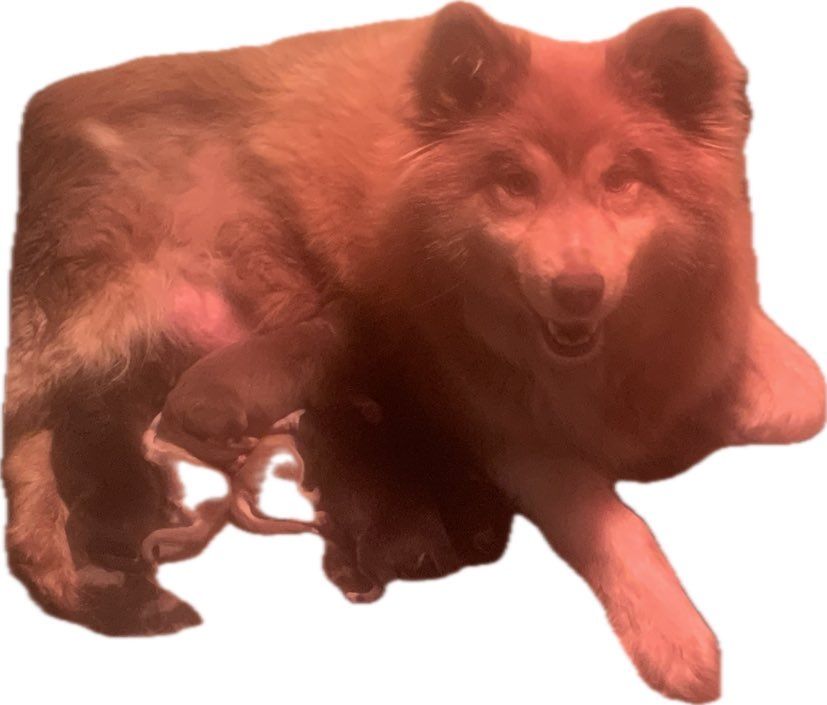 Naissance des Bébés de Roxy et Sherkhann.