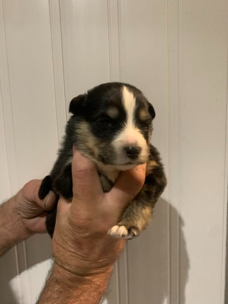 Les diablotins d'isis - Chiots disponibles - Chien finnois de Laponie