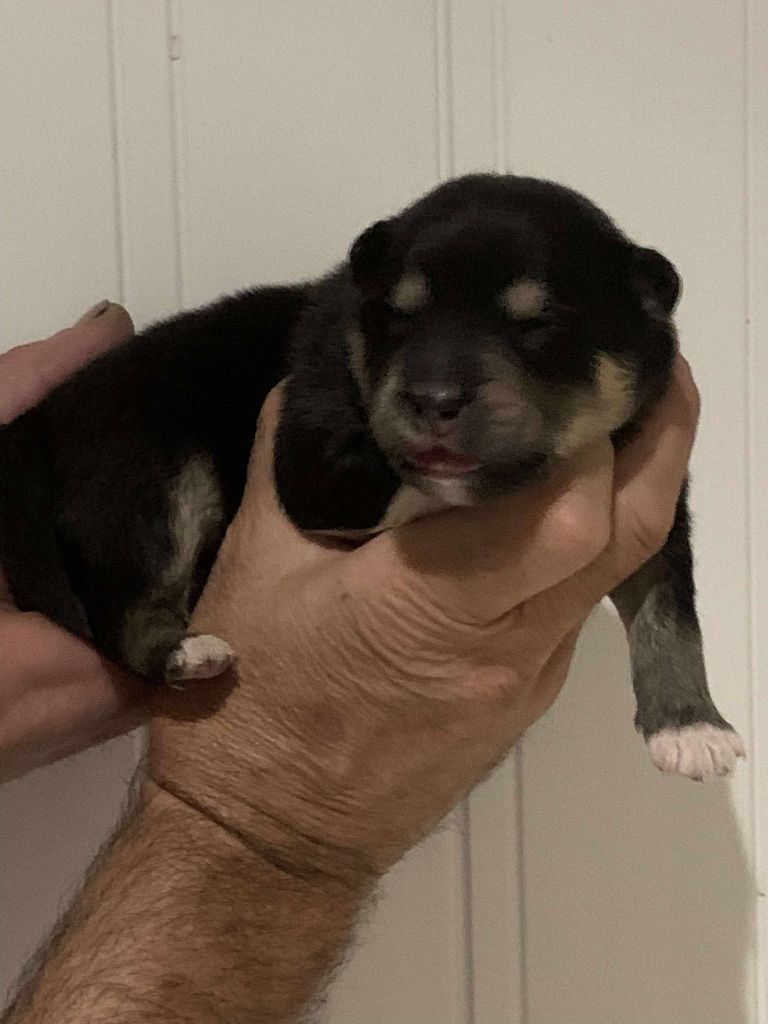 Les diablotins d'isis - Chiots disponibles - Chien finnois de Laponie