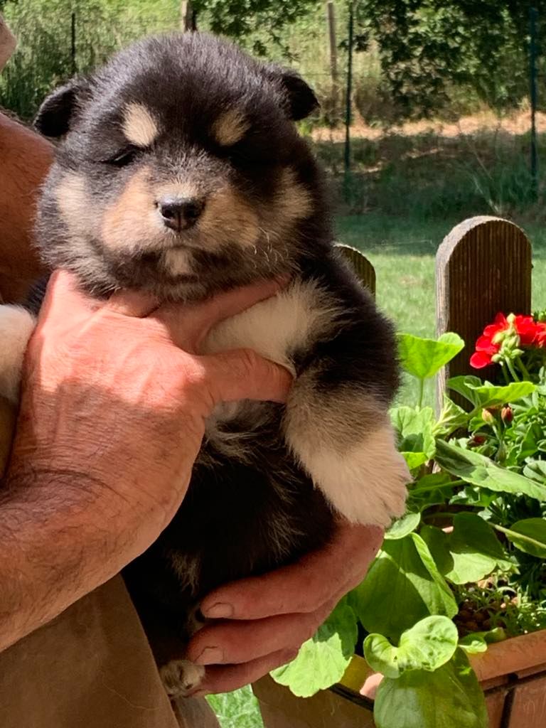 Les diablotins d'isis - Chiots disponibles - Chien finnois de Laponie