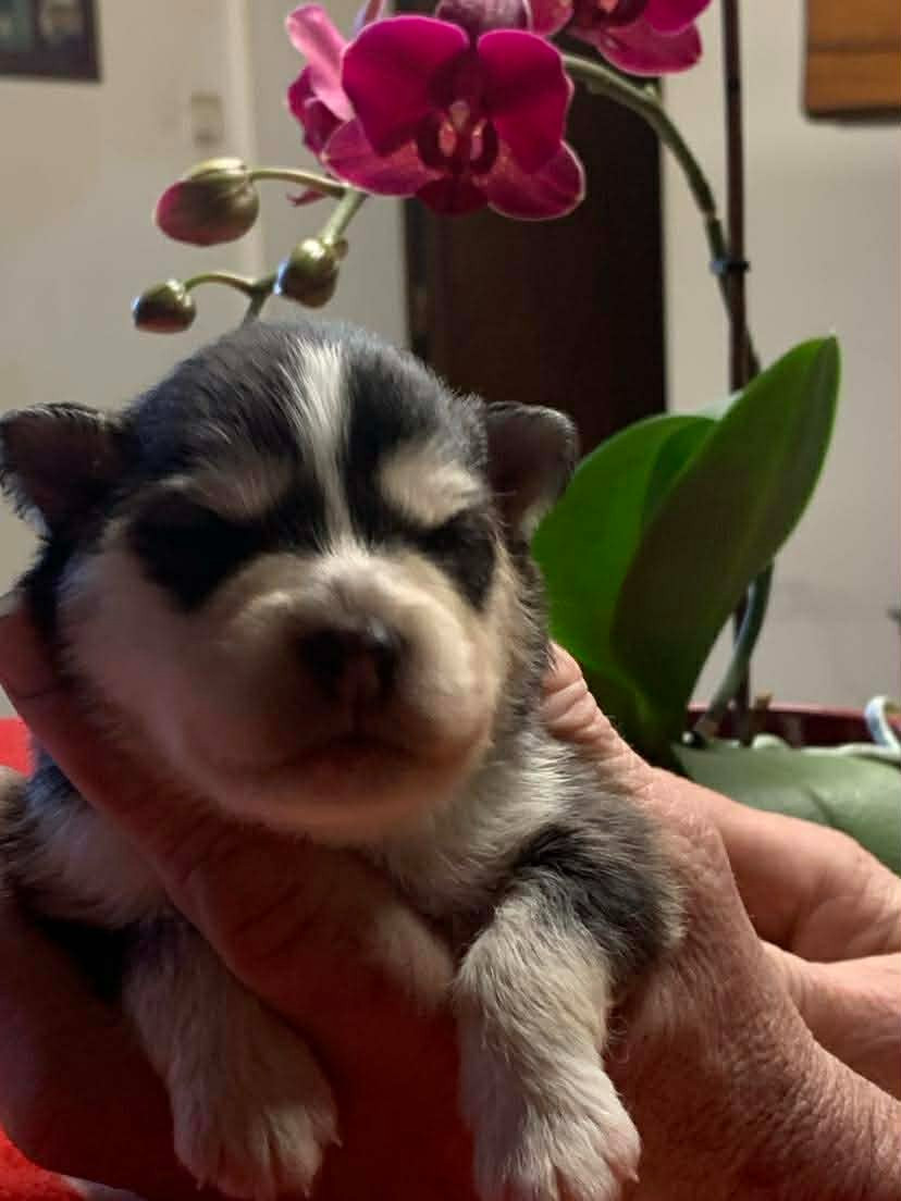 Les diablotins d'isis - Chiots disponibles - Chien finnois de Laponie