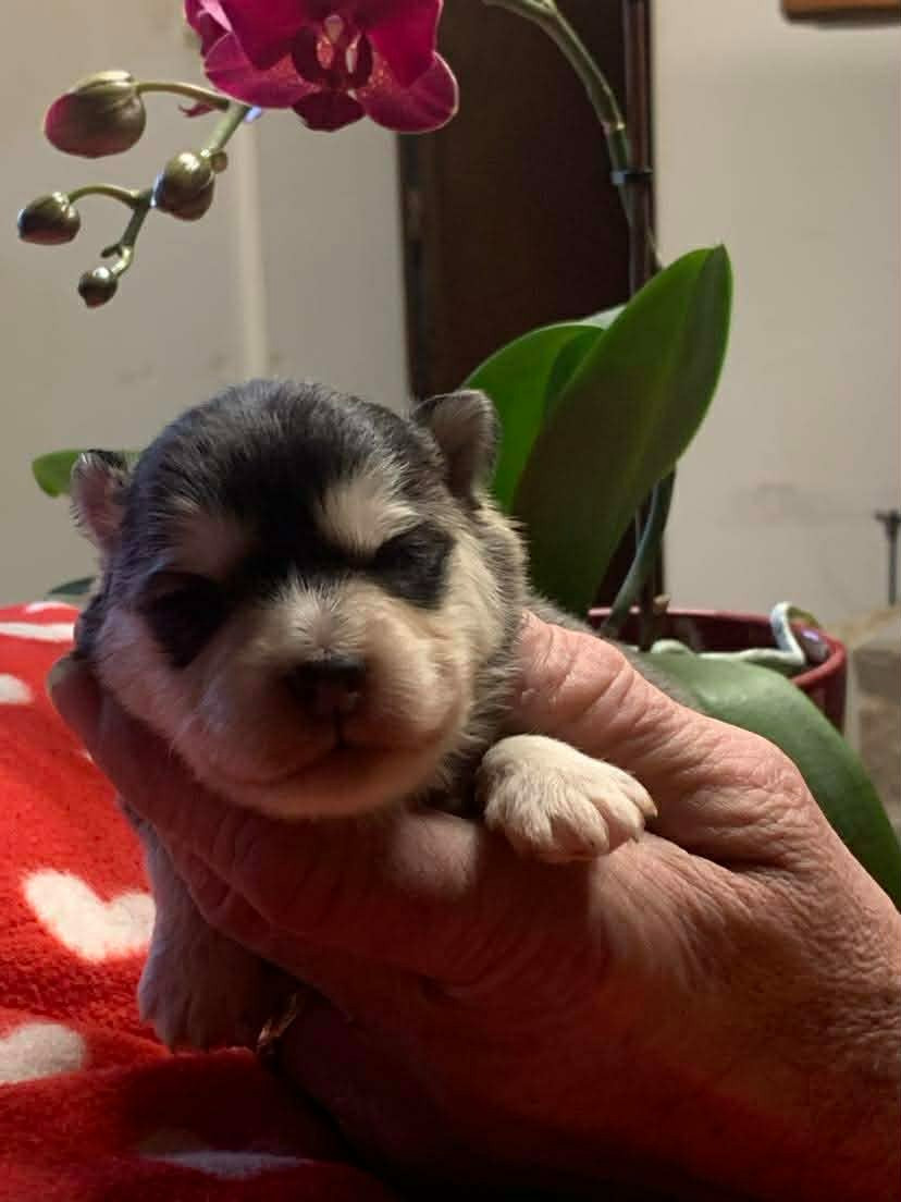 Les diablotins d'isis - Chiots disponibles - Chien finnois de Laponie