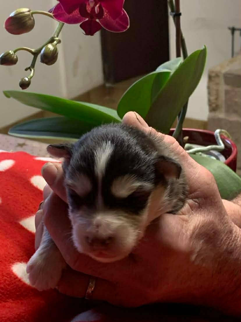 Les diablotins d'isis - Chiots disponibles - Chien finnois de Laponie