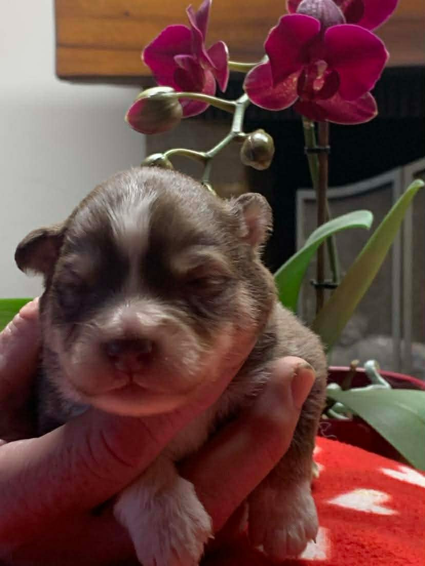 Les diablotins d'isis - Chiots disponibles - Chien finnois de Laponie