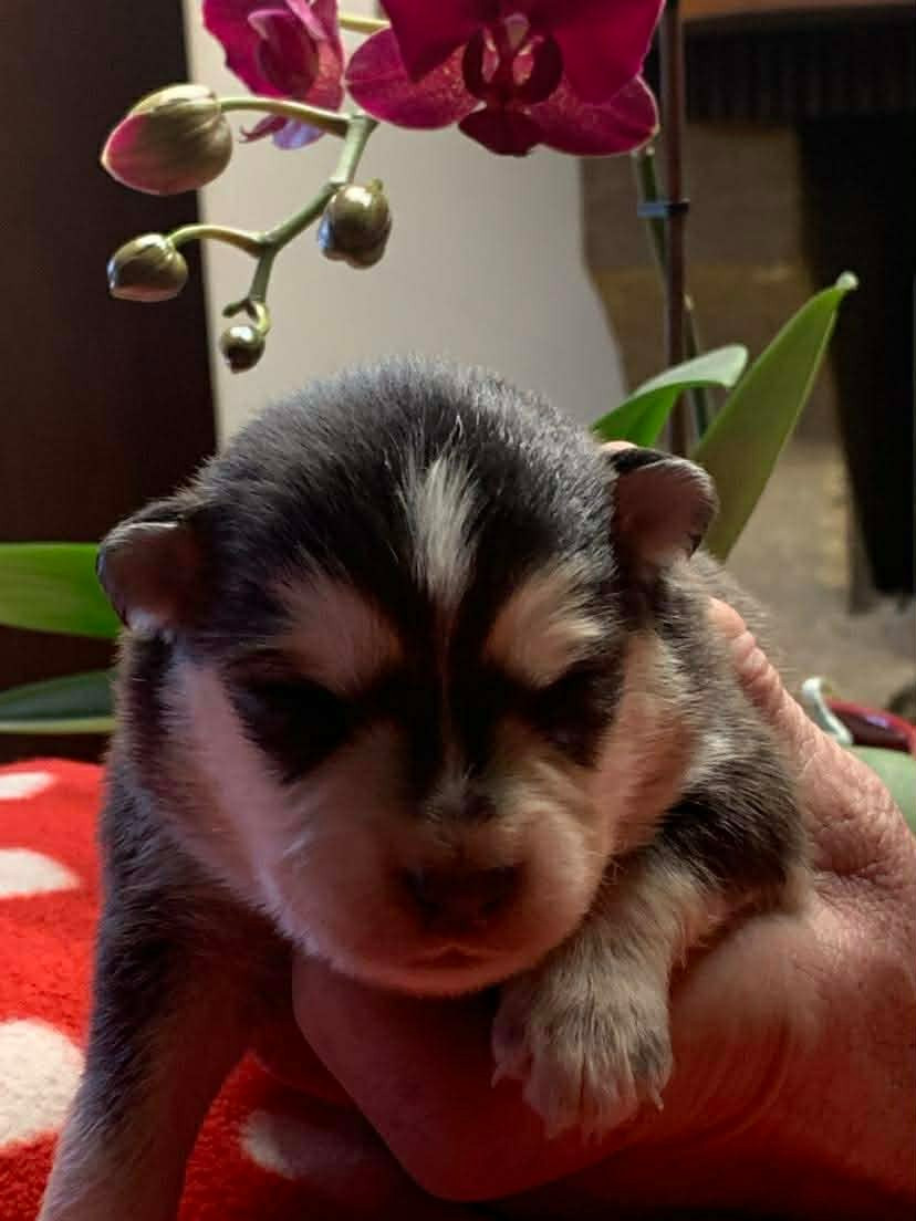 Les diablotins d'isis - Chiots disponibles - Chien finnois de Laponie