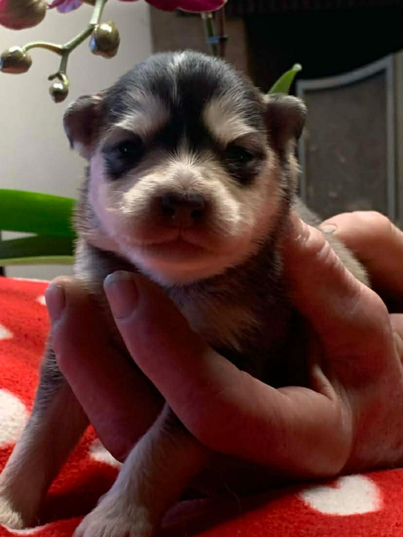 Les diablotins d'isis - Chiots disponibles - Chien finnois de Laponie