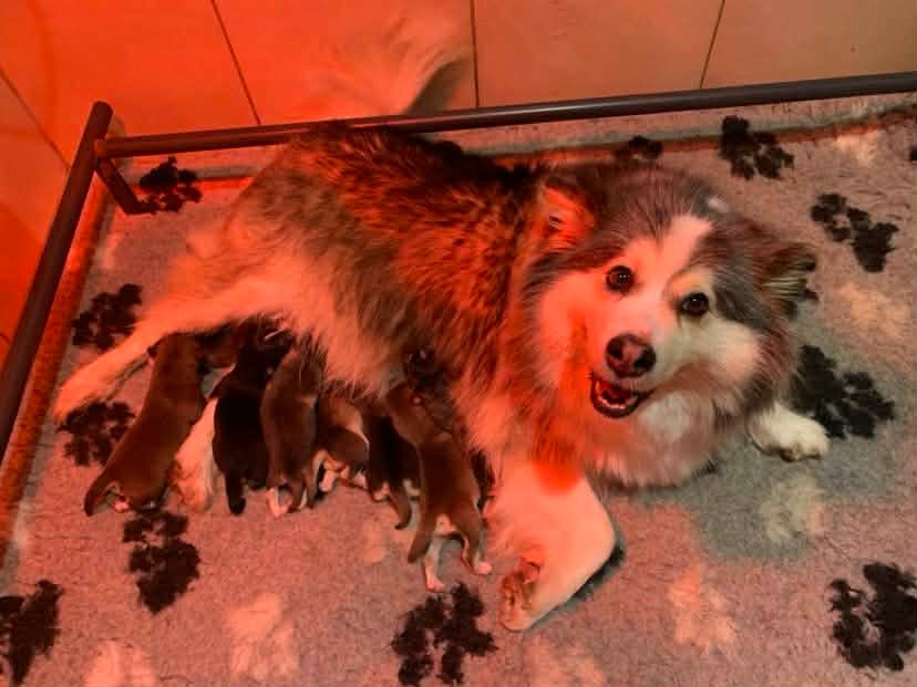 Chiot Chien finnois de Laponie Les diablotins d'isis