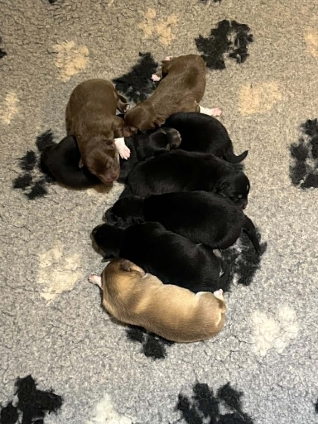 Chiot Chien finnois de Laponie Les diablotins d'isis