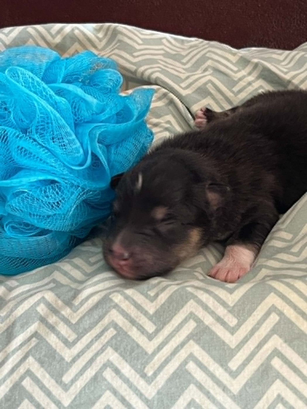 Les diablotins d'isis - Chiots disponibles - Chien finnois de Laponie
