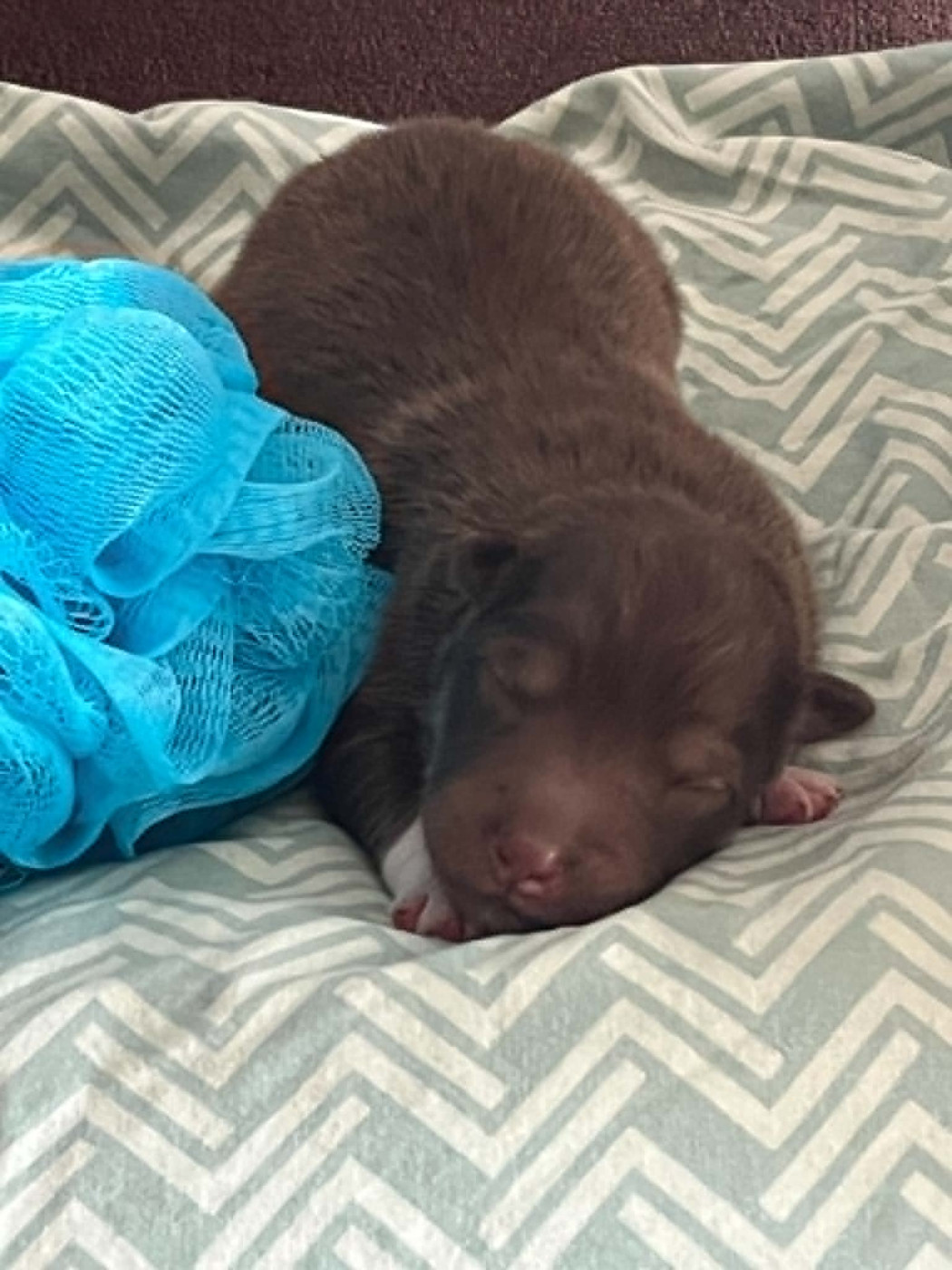 Les diablotins d'isis - Chiots disponibles - Chien finnois de Laponie