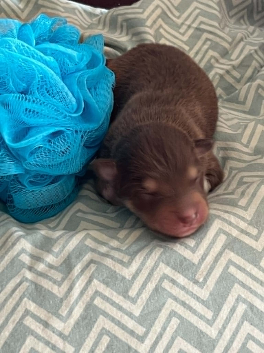 Les diablotins d'isis - Chiots disponibles - Chien finnois de Laponie