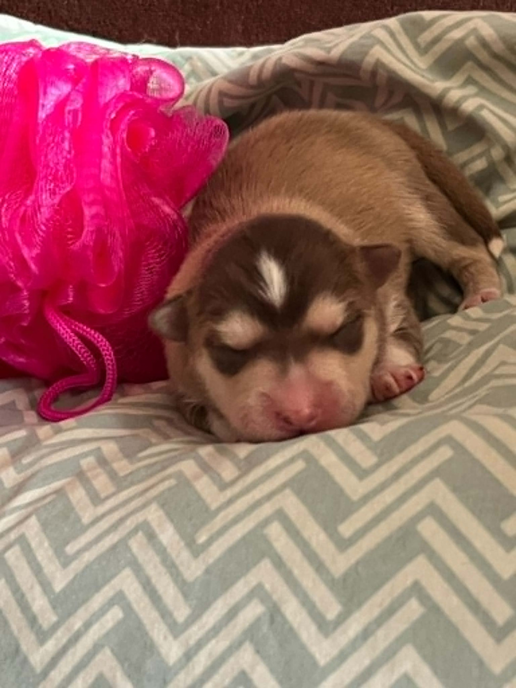 Les diablotins d'isis - Chiots disponibles - Chien finnois de Laponie