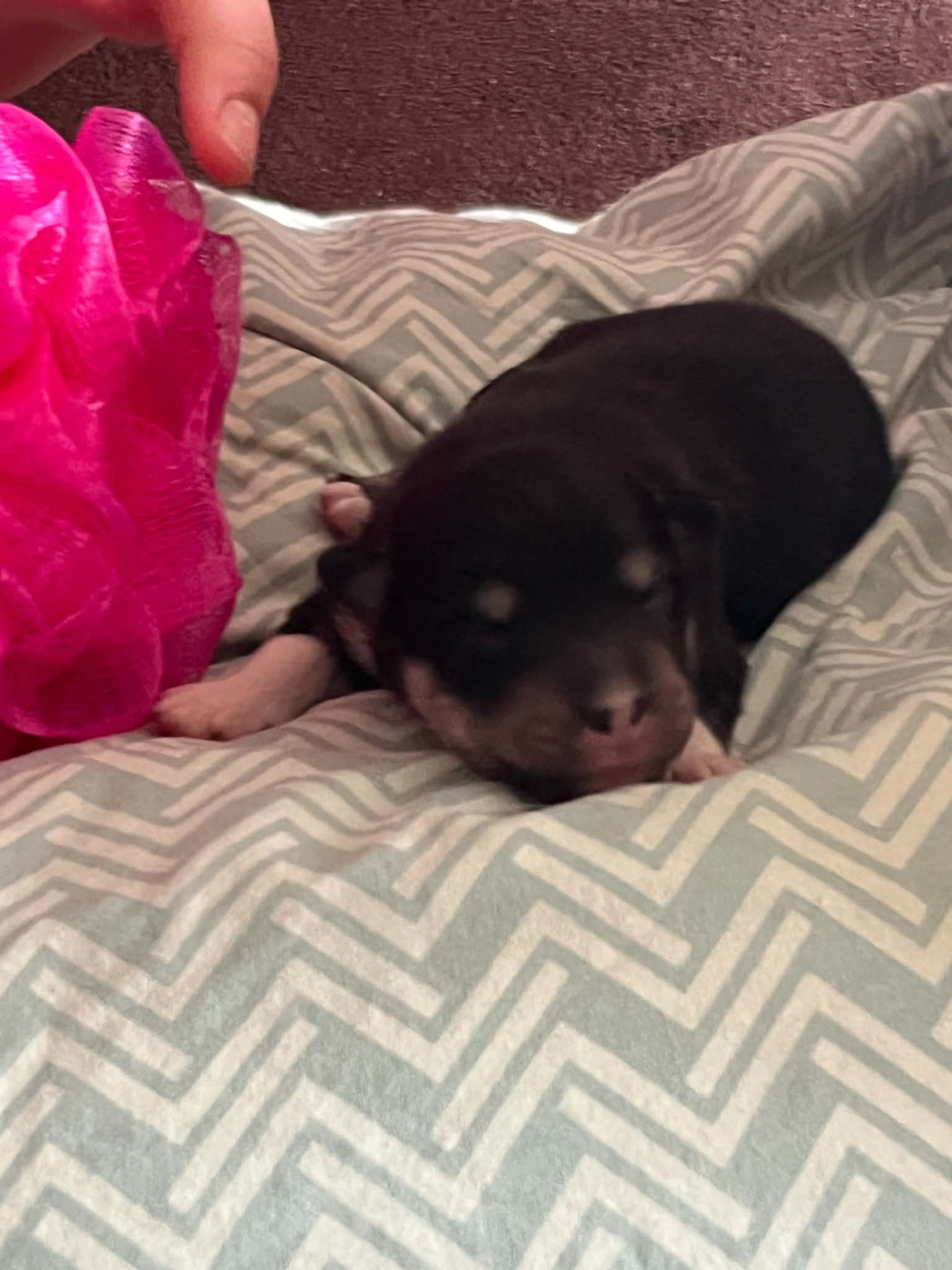 Les diablotins d'isis - Chiots disponibles - Chien finnois de Laponie