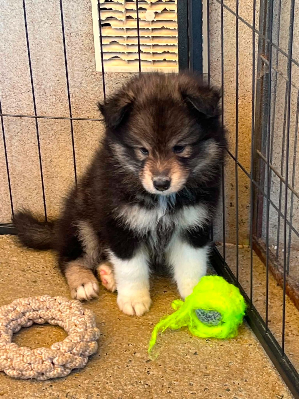 Les diablotins d'isis - Chiots disponibles - Chien finnois de Laponie