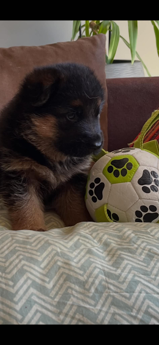 Les diablotins d'isis - Chiots disponibles - Berger Allemand