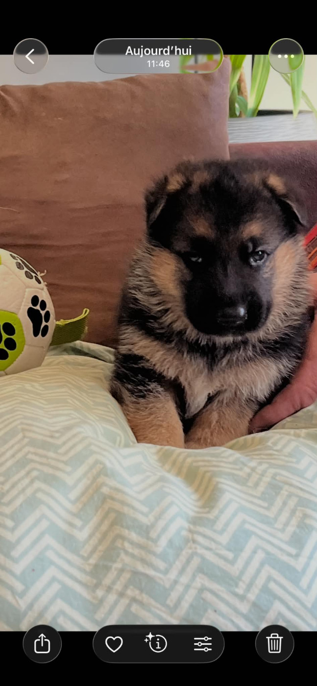 Les diablotins d'isis - Chiots disponibles - Berger Allemand