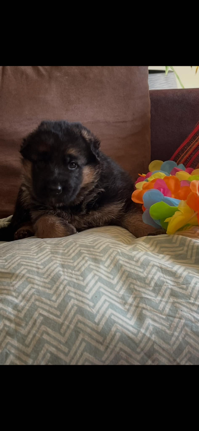 Les diablotins d'isis - Chiots disponibles - Berger Allemand