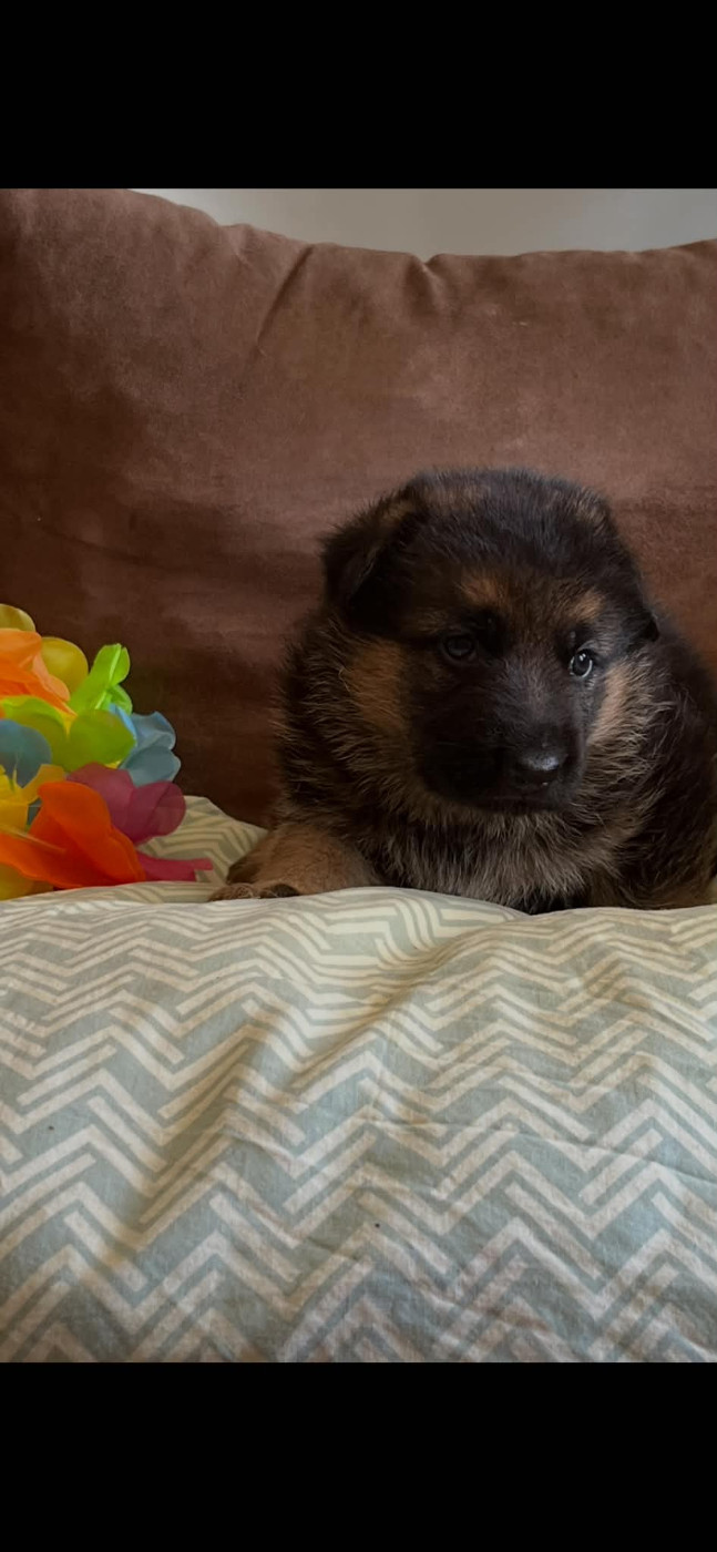 Les diablotins d'isis - Chiots disponibles - Berger Allemand