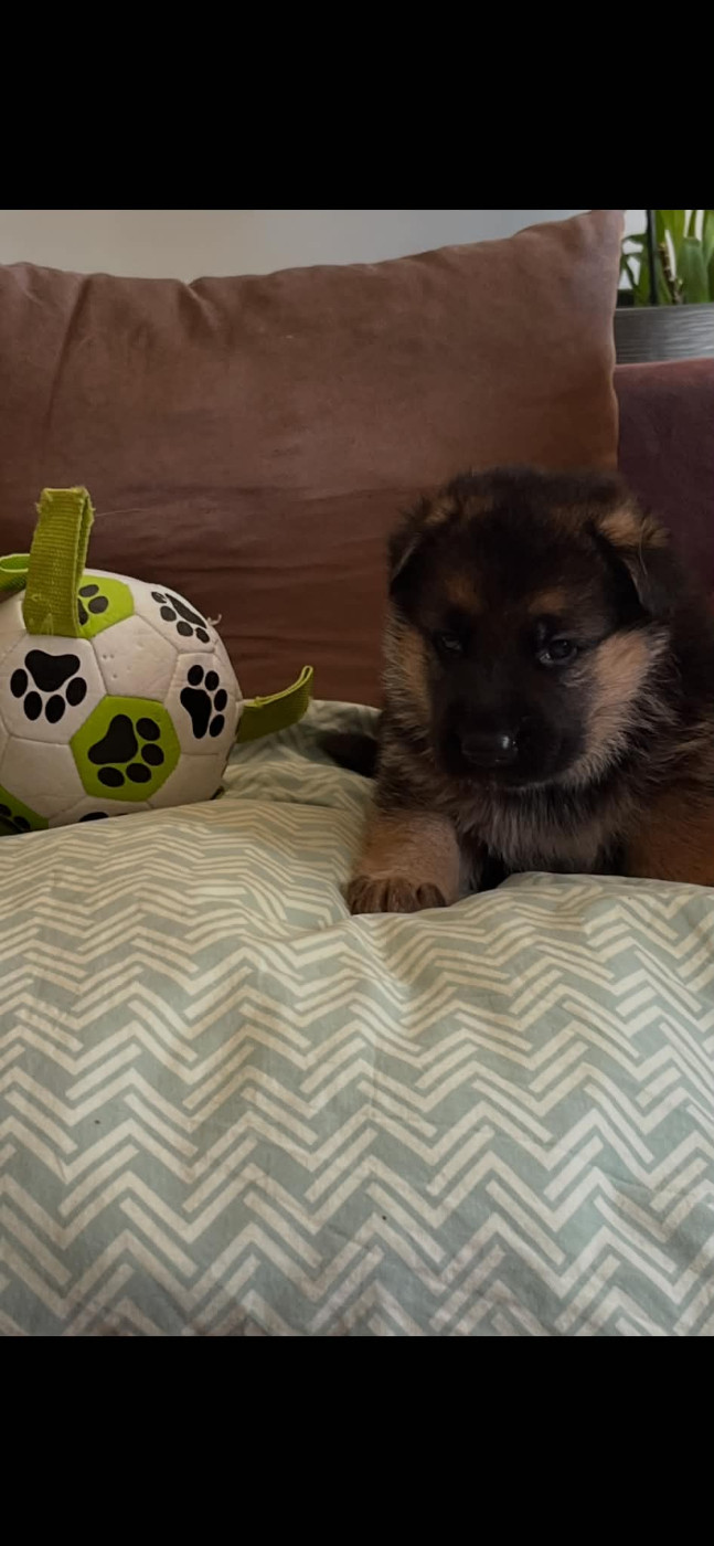 Les diablotins d'isis - Chiots disponibles - Berger Allemand