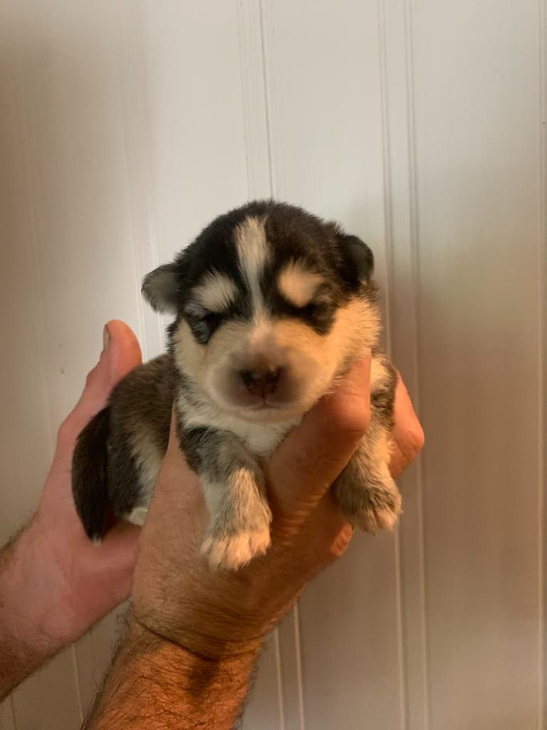 Les diablotins d'isis - Chiots disponibles - Chien finnois de Laponie