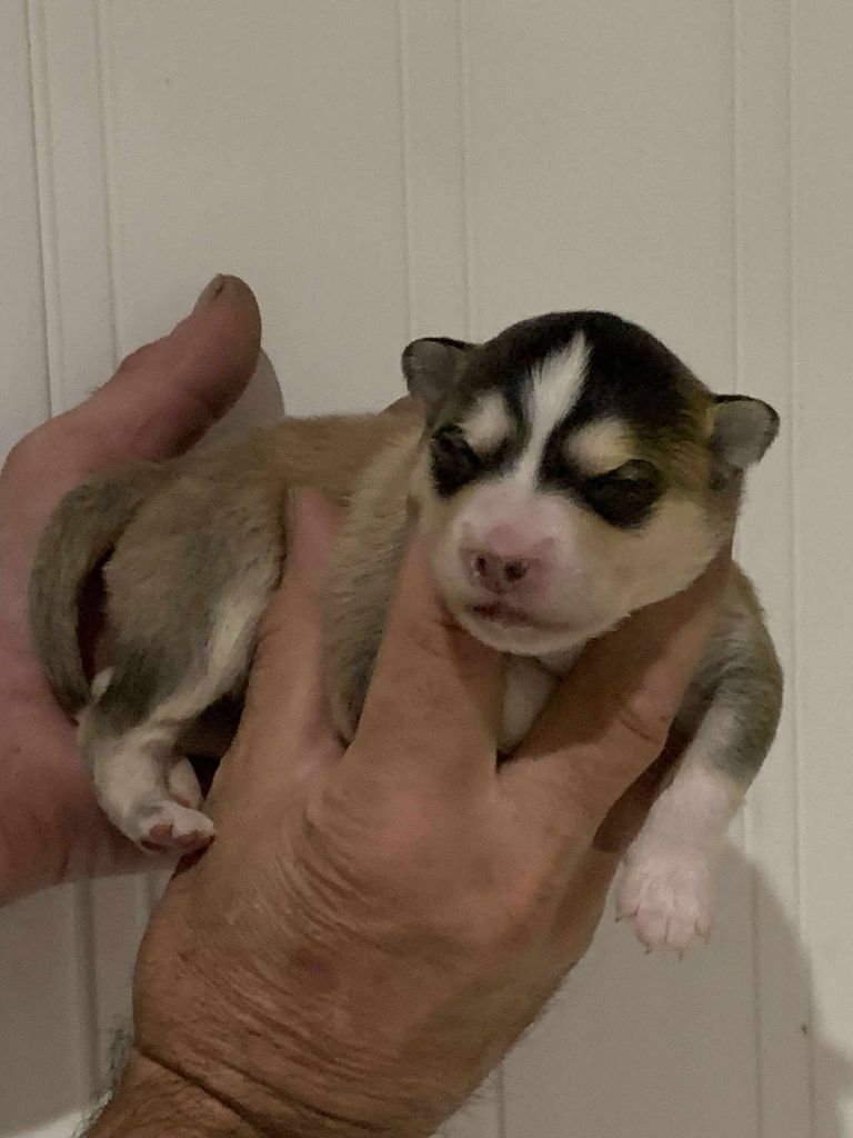 Les diablotins d'isis - Chiots disponibles - Chien finnois de Laponie