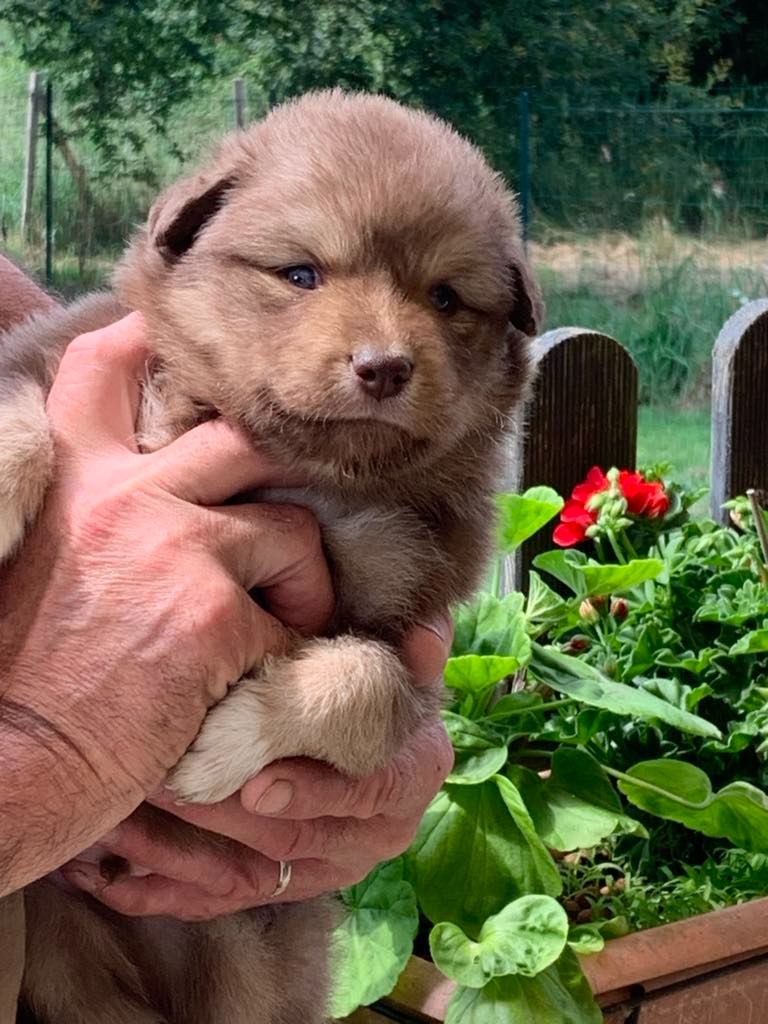 Les diablotins d'isis - Chiots disponibles - Chien finnois de Laponie