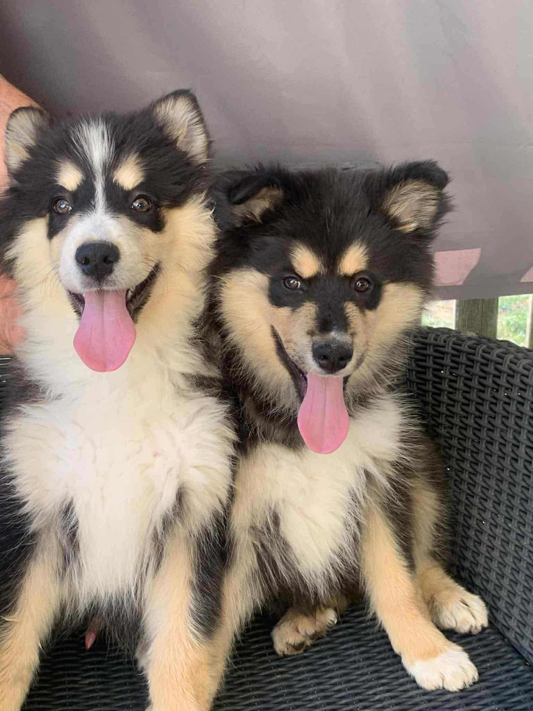 Les diablotins d'isis - Chiots disponibles - Chien finnois de Laponie
