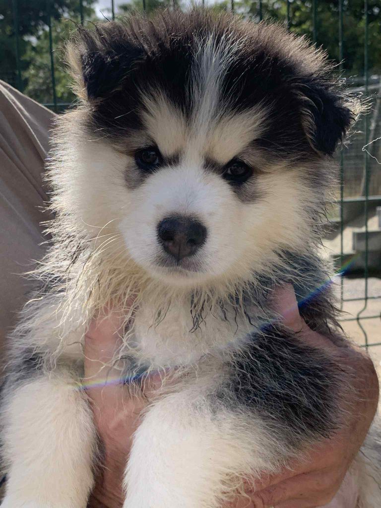 Les diablotins d'isis - Chiots disponibles - Chien finnois de Laponie