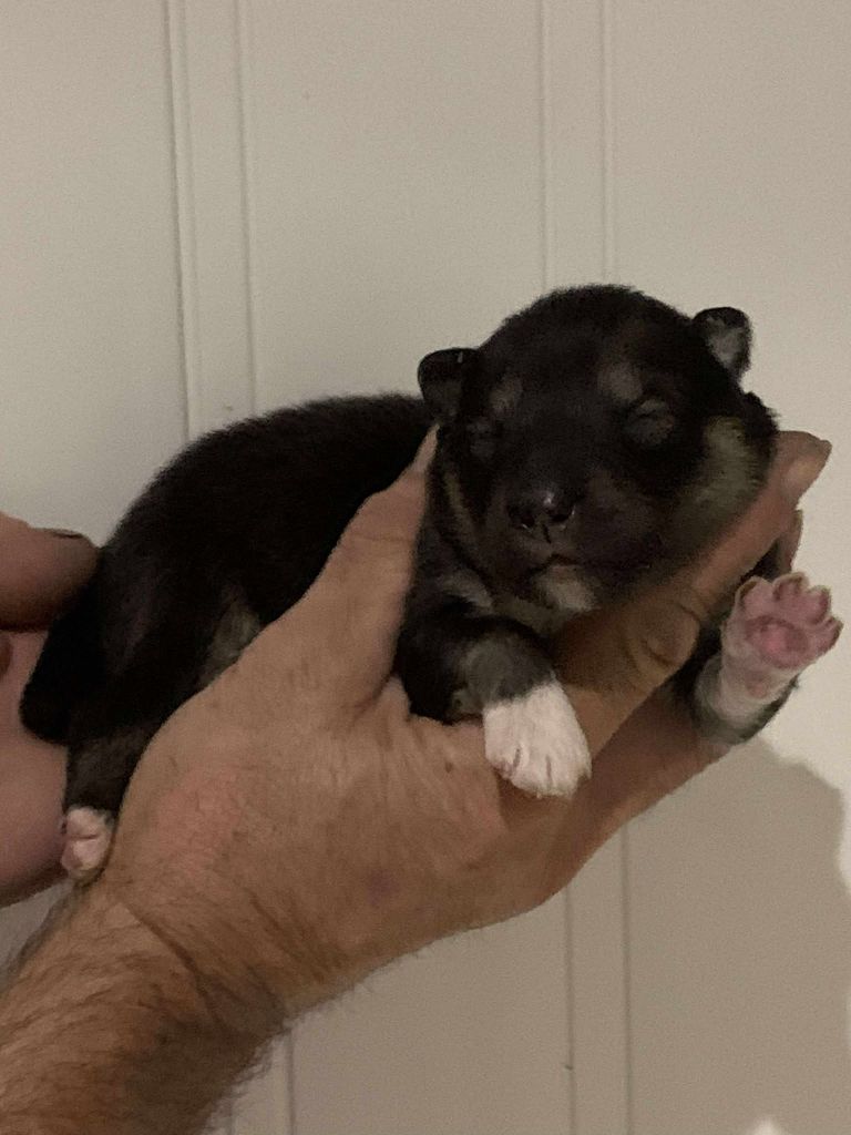 Les diablotins d'isis - Chiots disponibles - Chien finnois de Laponie