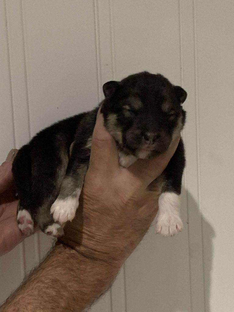 Les diablotins d'isis - Chiots disponibles - Chien finnois de Laponie