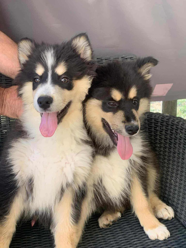 Les diablotins d'isis - Chiots disponibles - Chien finnois de Laponie