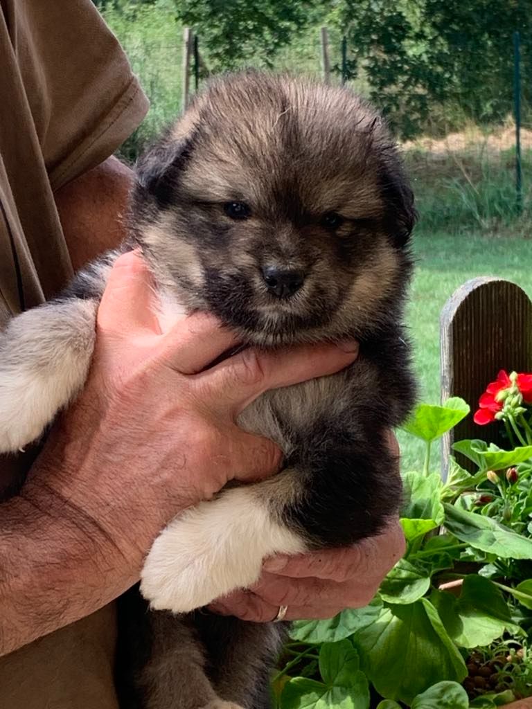 Les diablotins d'isis - Chiots disponibles - Chien finnois de Laponie