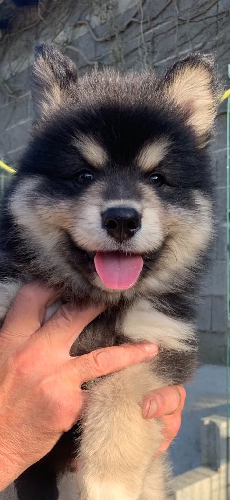 Les diablotins d'isis - Chiots disponibles - Chien finnois de Laponie