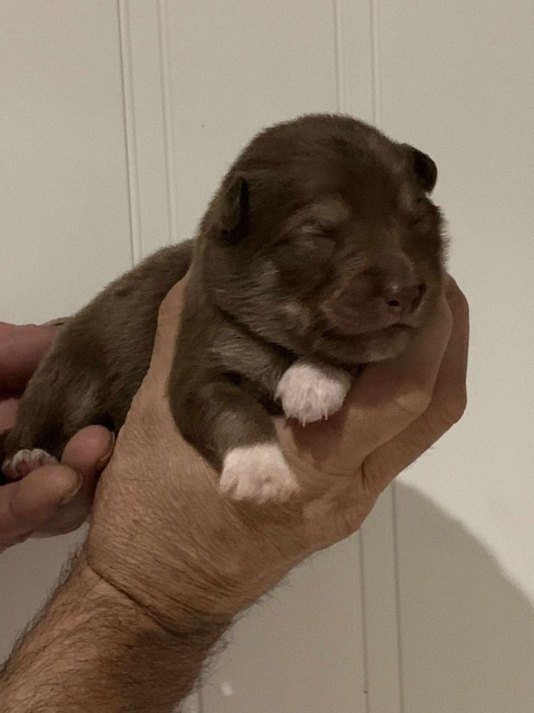 Les diablotins d'isis - Chiots disponibles - Chien finnois de Laponie