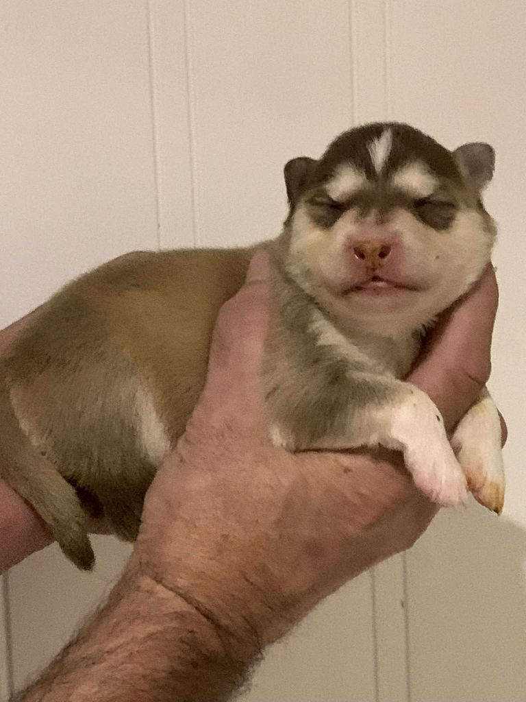 Les diablotins d'isis - Chiots disponibles - Chien finnois de Laponie