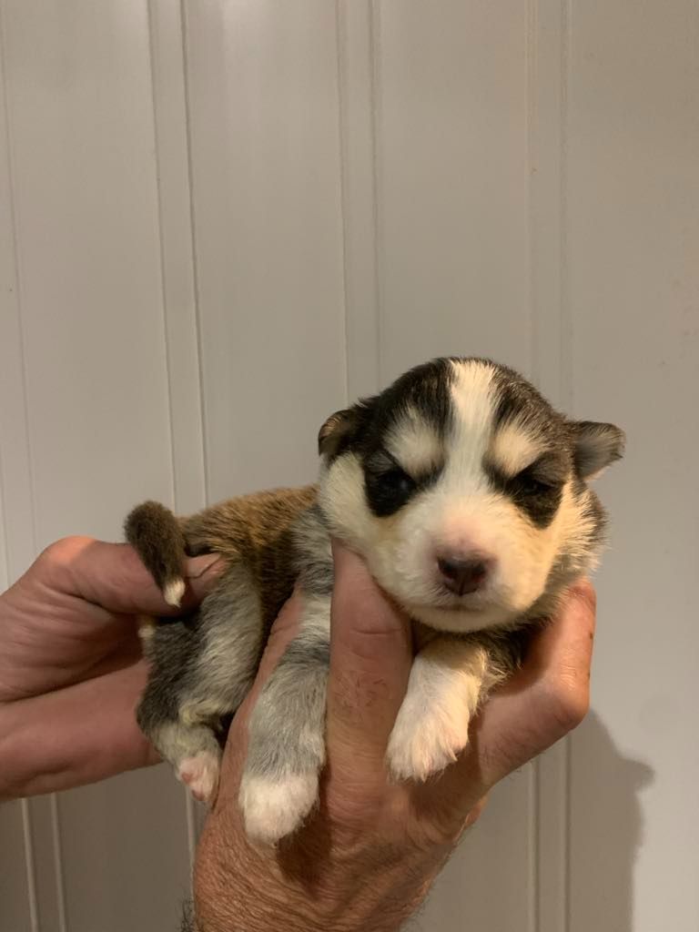 Les diablotins d'isis - Chiots disponibles - Chien finnois de Laponie