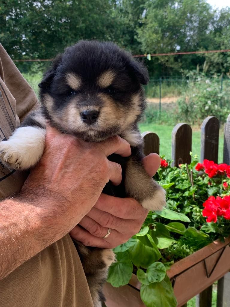 Les diablotins d'isis - Chiots disponibles - Chien finnois de Laponie