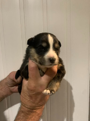 CHIOT 1