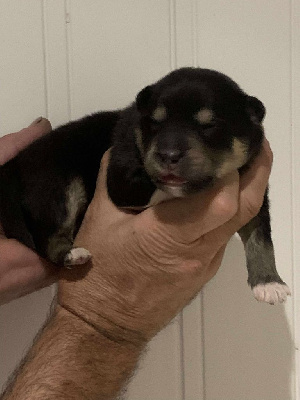CHIOT