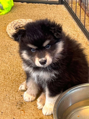 Chiot N°7