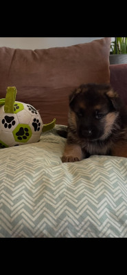 Chiot N°3