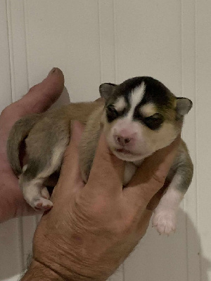 CHIOT