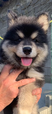 CHIOT