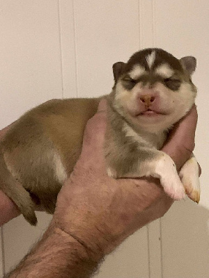 CHIOT