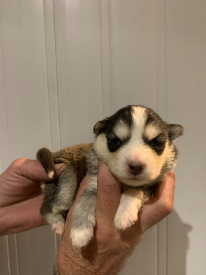 CHIOT 3