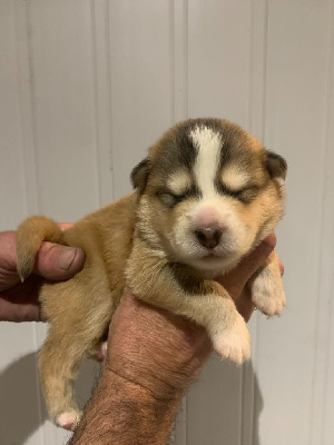 CHIOT 5