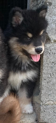 CHIOT