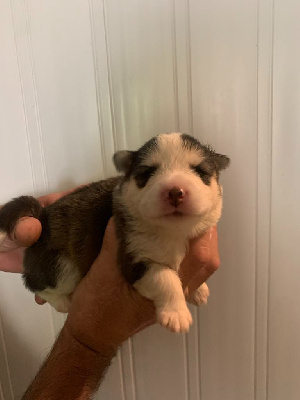CHIOT 7